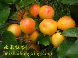 北寨红杏成就了北寨“中国红杏第一乡”的美誉