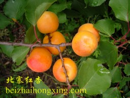 成熟度正适合采摘装箱的北寨红杏