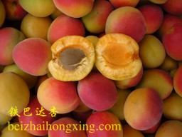 北寨村所种植的杏的品种有铁巴达杏